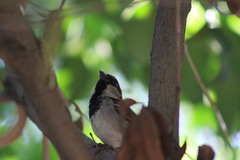 Passer domesticus