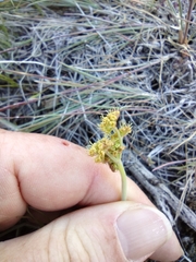 Lomatium simplex