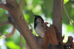 Passer domesticus