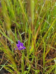 Brodiaea terrestris