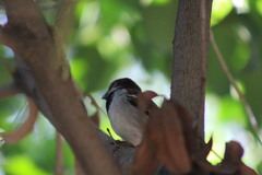 Passer domesticus