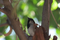 Passer domesticus