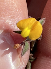 Stylosanthes viscosa