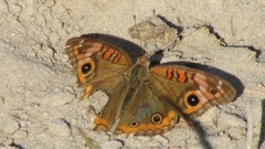 Junonia genoveva
