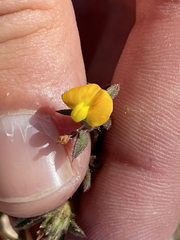 Stylosanthes viscosa