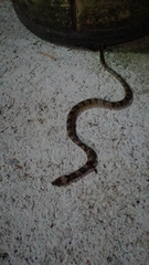 Leptodeira splendida