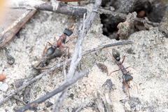 Myrmecia elegans