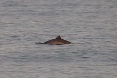 Phocoena phocoena relicta