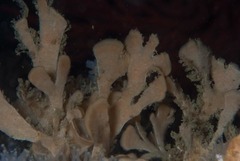 Flustra