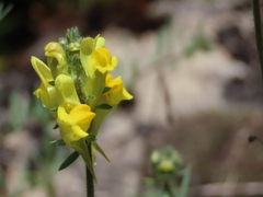 Linaria supina supina
