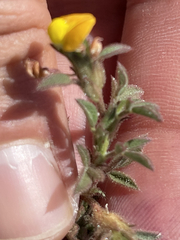 Stylosanthes viscosa