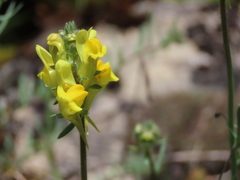 Linaria supina supina