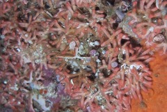 Margaretta levinseni