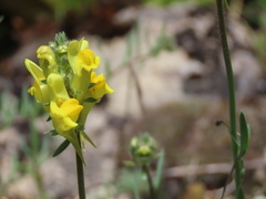 Linaria supina supina