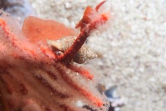 Nucella dubia