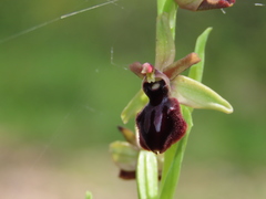 Ophrys sphegodes atrata