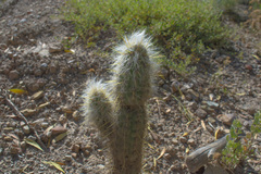 Oreocereus pseudofossulatus