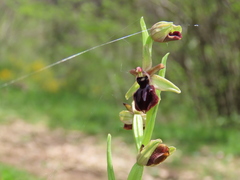 Ophrys sphegodes atrata