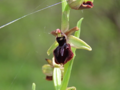 Ophrys sphegodes atrata