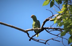 Amazona autumnalis