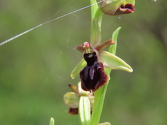 Ophrys sphegodes atrata