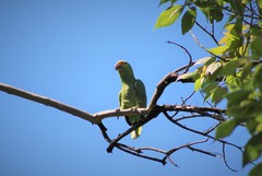 Amazona autumnalis
