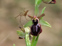Ophrys sphegodes atrata