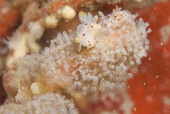 Entoprocta