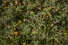 Atriplex rusbyi