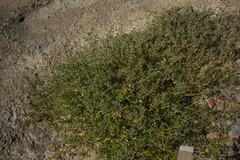 Atriplex rusbyi