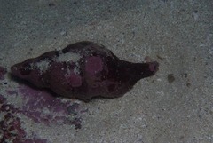 Lugubrilaria lugubris