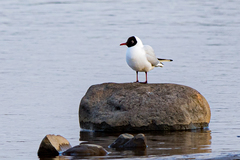 Chroicocephalus ridibundus