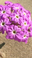 Abronia gracilis