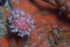 Alcyonium variabile