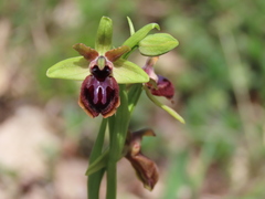 Ophrys sphegodes atrata