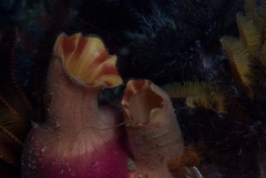 Ascidia incrassata