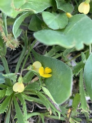 Scorpiurus muricatus