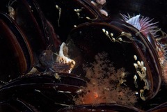 Parablennius cornutus