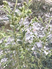 Pseudoconyza