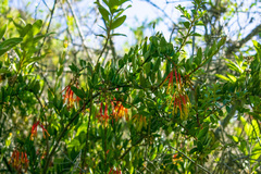 Tristerix penduliflorus