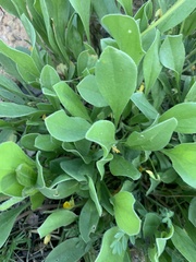 Scorpiurus muricatus