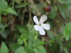Petrocoptis glaucifolia