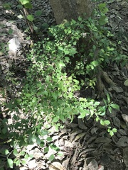 Schaefferia argentinensis