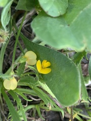 Scorpiurus muricatus