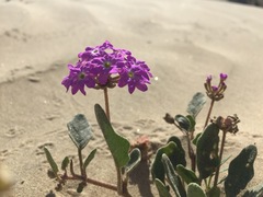 Abronia gracilis