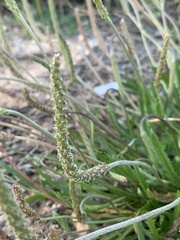 Plantago coronopus