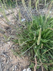 Plantago coronopus