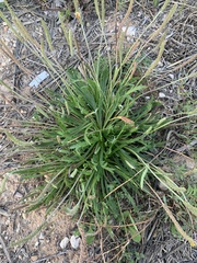 Plantago coronopus