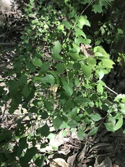 Schaefferia argentinensis