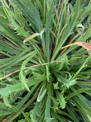 Plantago coronopus